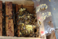 banco de germoplasma de abejas reinas