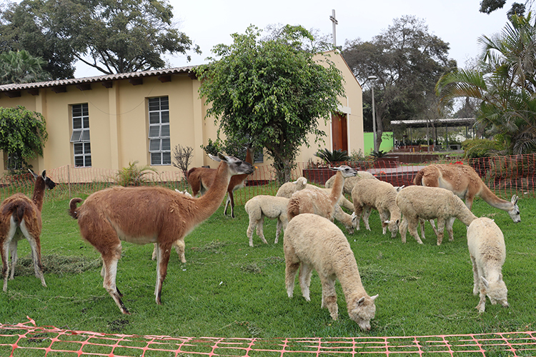 protección y bienestar de los animales