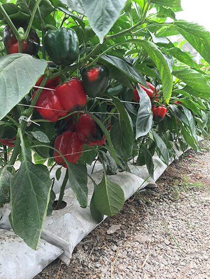 Alta producción de plantas de pimiento cultivadas en sacos de cultivo con arena de cantera como sustrato