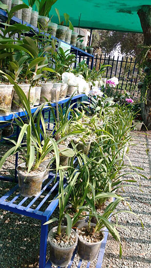 Plantas de orquídeas