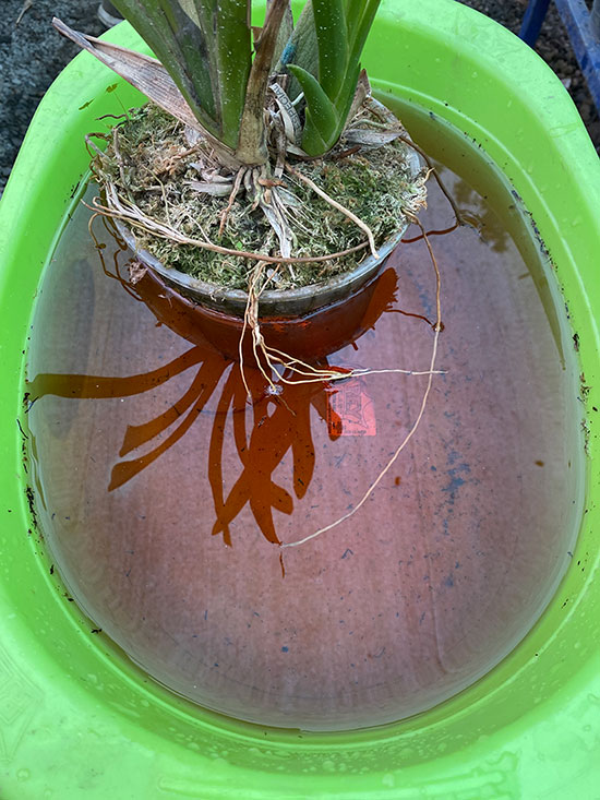 Plantas de orquídeas