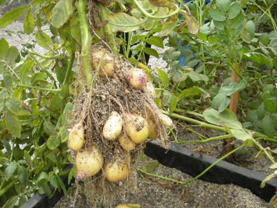 cultivo de papa en contenedor con sustrato arena de cantera. Nótese el rendimiento de tubérculos de la planta